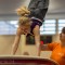 JtfO-Landesfinale in Riesa |  Herdergymnasium Pirna
